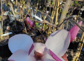 magnolia-frank-s-masterpiece- (3)